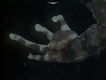Media type: image;   Herpetology A-136757
